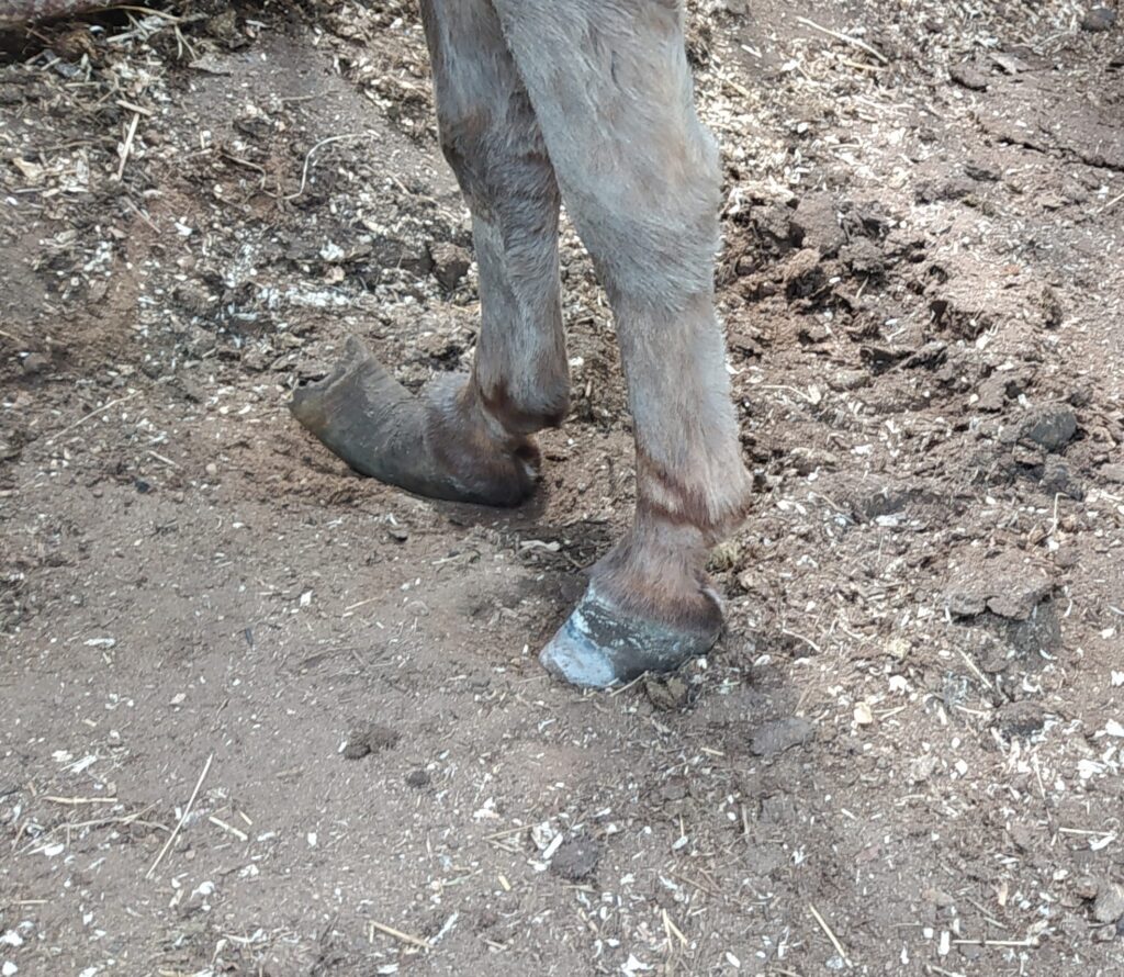 Beskæring hest